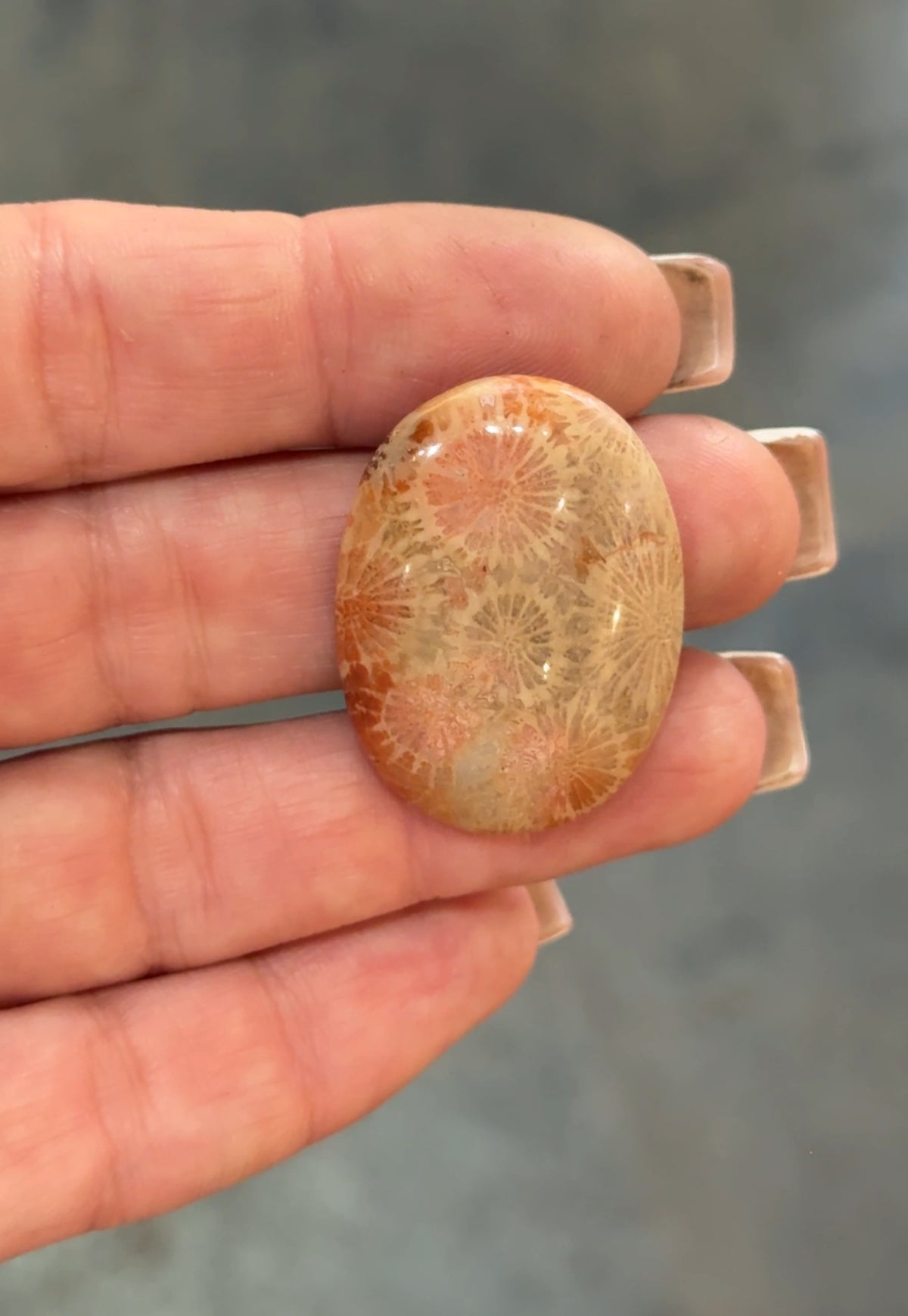 Fossil Coral Cabochon Loose Stone